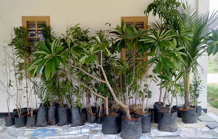 Tree Plantation at The Sacred Grove